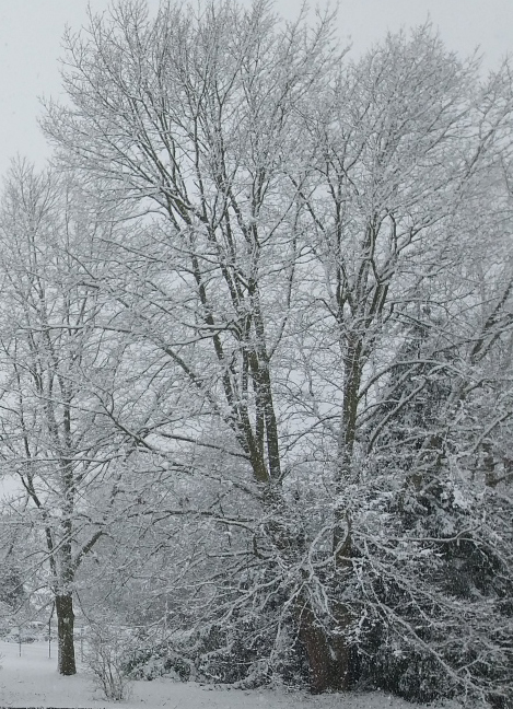 « S'il fallait un jour que les forêts disparaissent, l'homme n'aurait plus que son arbre généalogique pour pleurer. » Albert Einstein